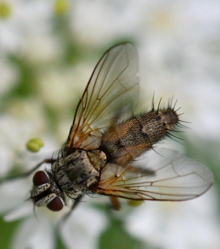 Solieria pacifica